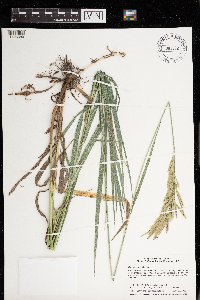 Bromus inermis image