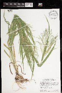 Panicum philadelphicum image