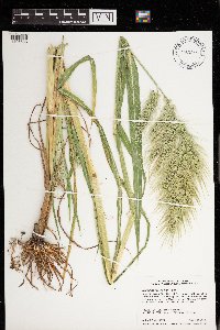 Echinochloa walteri image