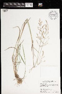 Agrostis gigantea image