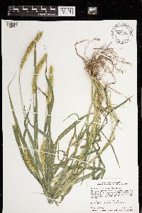 Setaria pumila image