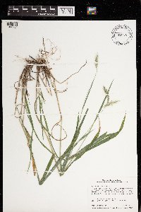 Elymus villosus image