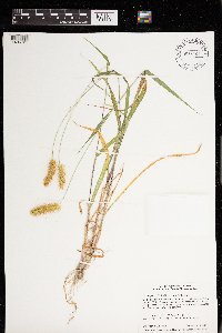 Setaria pumila image