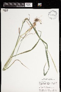 Elymus repens image