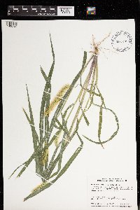 Setaria pumila image