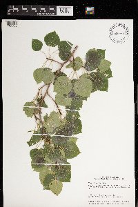 Populus tremuloides image