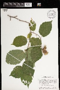 Corylus americana image