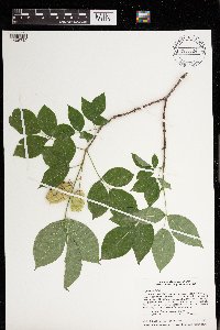 Staphylea trifolia image