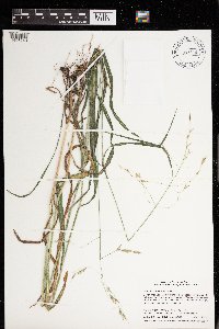 Bromus pubescens image