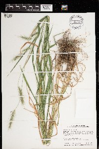 Elymus villosus image