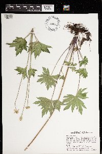 Anemone virginiana image