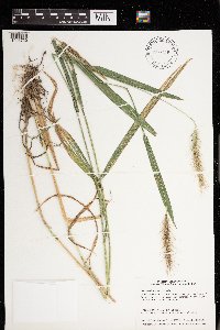 Elymus villosus image