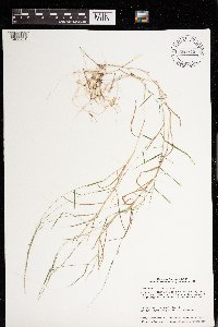 Muhlenbergia schreberi image