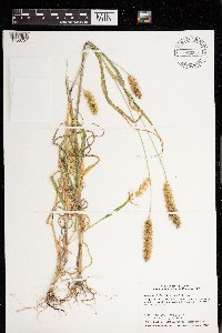 Setaria pumila image