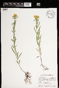 Lysimachia quadriflora image