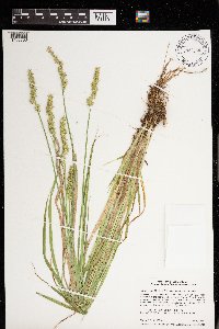 Carex stipata image