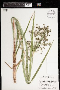 Scirpus microcarpus image