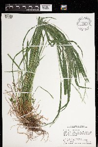 Festuca subverticillata image