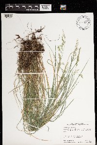 Festuca rubra image