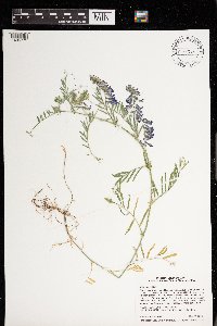 Vicia villosa image