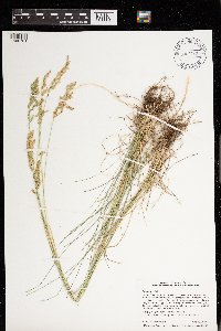 Poa pratensis image