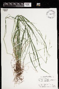 Festuca subverticillata image