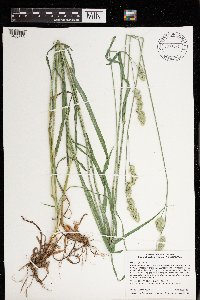 Dactylis glomerata image