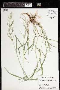 Agrostis gigantea image