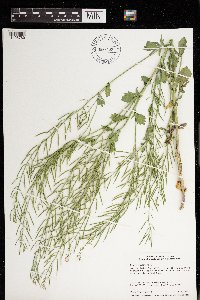 Barbarea vulgaris image