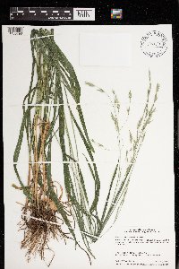 Bromus pubescens image