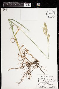 Bromus inermis image