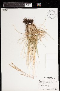 Festuca saximontana image