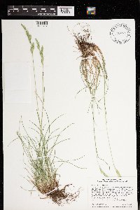 Festuca rubra image