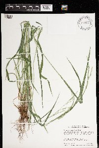 Festuca subverticillata image