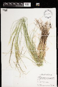 Hesperostipa spartea image