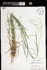 Glyceria striata image