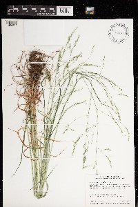 Festuca subverticillata image