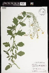 Barbarea vulgaris image