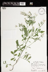 Cardamine pensylvanica image