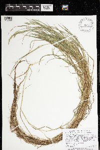 Torreyochloa pallida var. fernaldii image