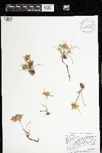 Cyperus strigosus image