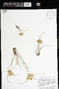 Cyperus strigosus image