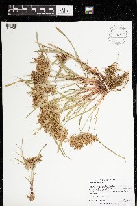 Cyperus odoratus image