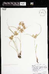 Cyperus strigosus image