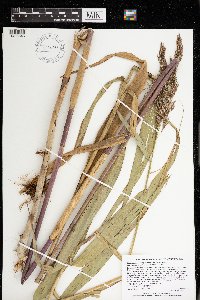 Phragmites australis subsp. americanus image