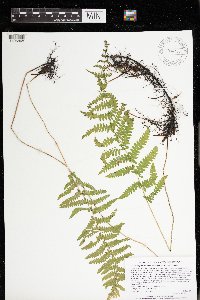 Thelypteris palustris var. pubescens image