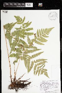 Dryopteris cristata image