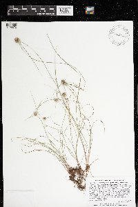 Cyperus lupulinus image