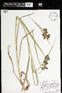 Scirpus atrovirens image