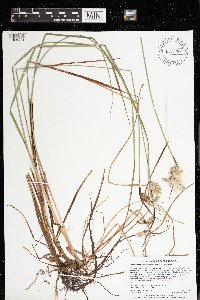 Eriophorum angustifolium image